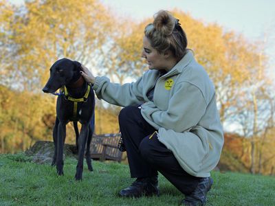 Tommy | Greyhound | Merseyside (Liverpool) - 2