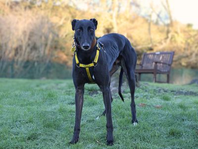 Tommy | Greyhound | Merseyside (Liverpool) - 3