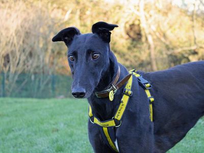 Tommy | Greyhound | Merseyside (Liverpool) - 5