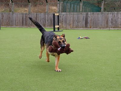 Olive | German Shepherd Dog | Glasgow - 3