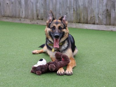 Olive | German Shepherd Dog | Glasgow - 5