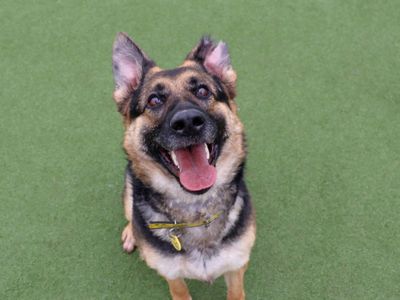 Olive | German Shepherd Dog | Glasgow - 1