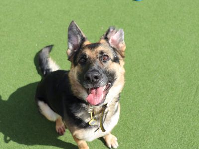 Olive — German Shepherd