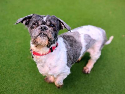 Oscar | Shih Tzu | Cardiff - 2