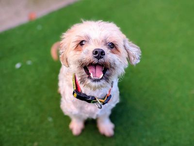 Daisy | Shih Tzu | Cardiff - 1