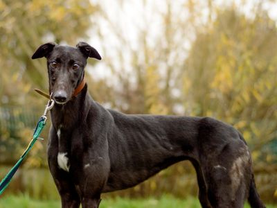 Naomi | Greyhound | Kenilworth (West Midlands) - 1