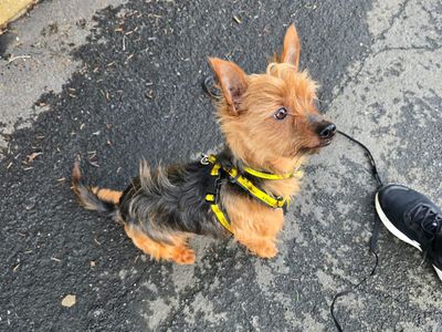 Bertie | Terrier (Yorkshire) | Kenilworth (West Midlands) - 3