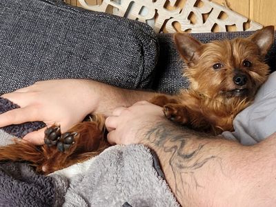 Bertie | Terrier (Yorkshire) | Kenilworth (West Midlands) - 1