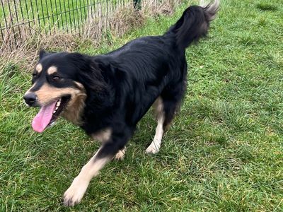 Theo | Crossbreed | Shoreham (Sussex) - 1