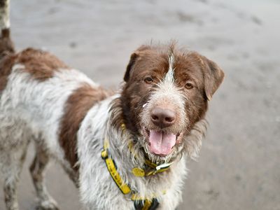 Rocco | Pointer (German Shorthaired) Cross | Merseyside (Liverpool) - 5