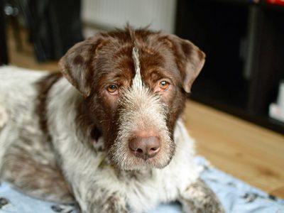Rocco | Pointer (German Shorthaired) Cross | Merseyside (Liverpool) - 3