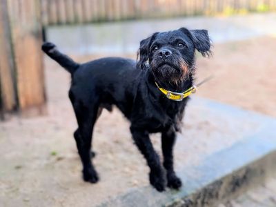 Ozzy | Poodle (Miniature) Cross | Cardiff - 3