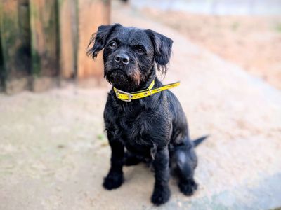 Ozzy | Poodle (Miniature) Cross | Cardiff - 5