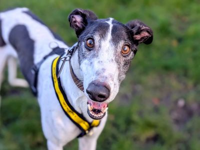 Aero | Greyhound | Cardiff - 5