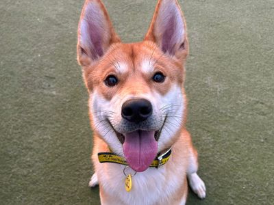 Kitty | Japanese Akita Inu Cross | Basildon (Essex) - 3