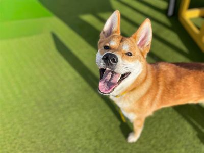 Kitty | Japanese Akita Inu Cross | Basildon (Essex) - 5