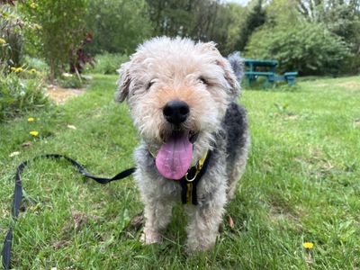 Jaxon | Terrier (Lakeland) Cross | Ilfracombe - 2