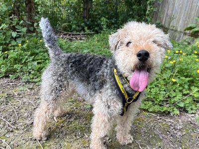 Jaxon | Terrier (Lakeland) Cross | Ilfracombe - 3