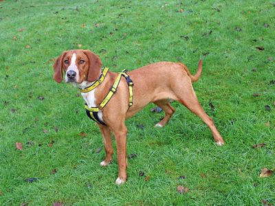 Rosie | Beagle Cross | Merseyside (Liverpool) - 2