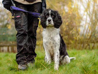 Tyler | Spaniel (English Springer) | Kenilworth (West Midlands) - 2