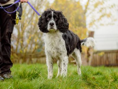 Tyler | Spaniel (English Springer) | Kenilworth (West Midlands) - 3