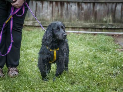 Ella | Spaniel (Cocker) | Loughborough - 1