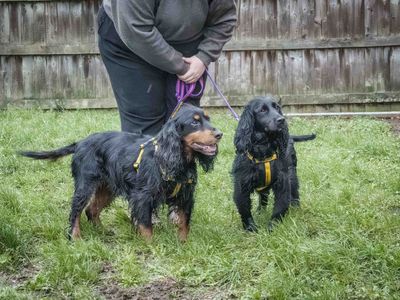 Ozzy | Spaniel (Cocker) | Loughborough - 2