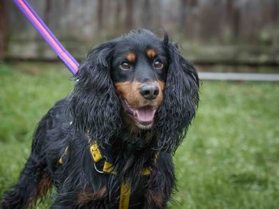 Ozzy | Spaniel (Cocker) | Loughborough - 3