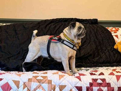 Peppy | Pug | Evesham (Worcestershire) - 3
