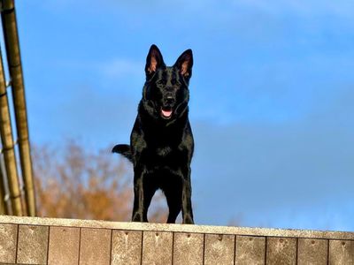 Mia | German Shepherd Dog | Manchester - 3
