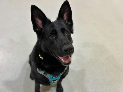 Mia, a 6 years old female German Shepherd available for adoption from Dogs Trust in Manchester, Greater Manchester