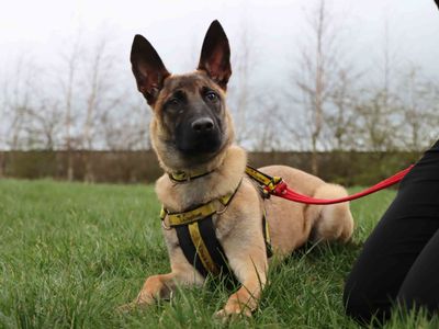 Pharaoh | Belgian Shepherd Dog (Malinois) | Darlington - 3