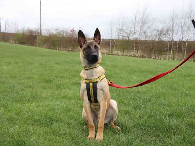 Pharaoh | Belgian Shepherd Dog (Malinois) | Darlington - 1