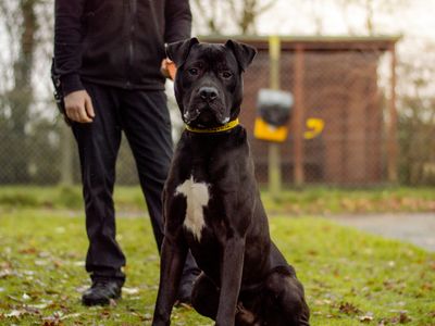 Mason | Mastiff Cross | Kenilworth (West Midlands) - 5