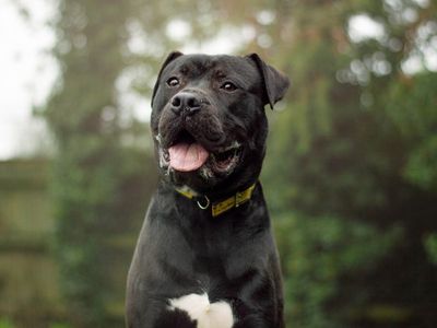 Mason — Mastiff Cross