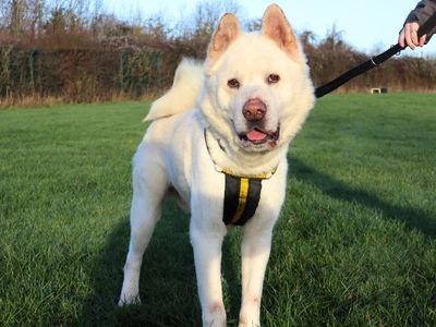 Prince | American Akita | Harefield West London - 1