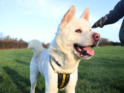 Prince | American Akita | Harefield West London - 3