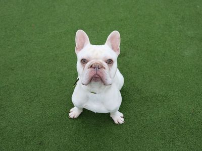 Ghost | French Bulldog | Glasgow - 3