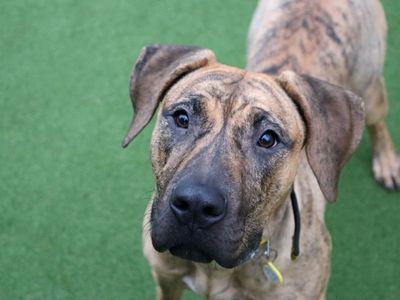 Beauty | Mastiff Cross | Glasgow - 3