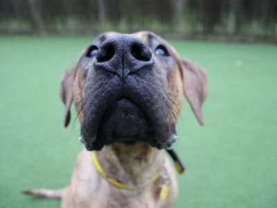 Beauty | Mastiff Cross | Glasgow - 1