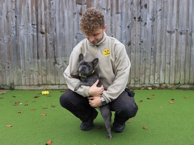 Polly | French Bulldog | Evesham (Worcestershire) - 2