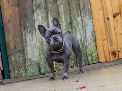 Polly | French Bulldog | Evesham (Worcestershire) - 3