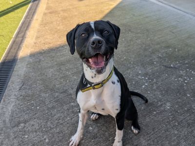 Dora | Crossbreed | Cardiff - 5