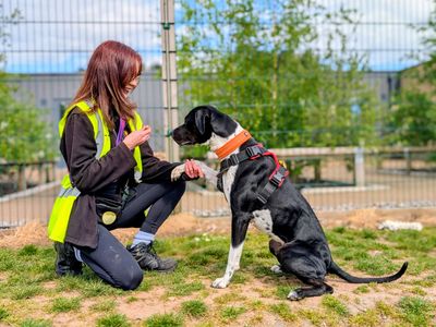 Dora | Terrier (Staffordshire Bull) Cross | Cardiff - 5
