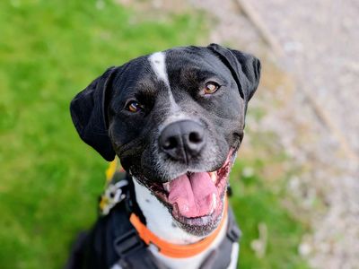 Dora | Terrier (Staffordshire Bull) Cross | Cardiff - 3