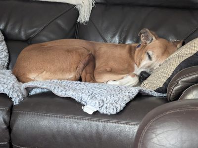 HoneyBoo | Lurcher Cross | Shrewsbury (Shropshire) - 3