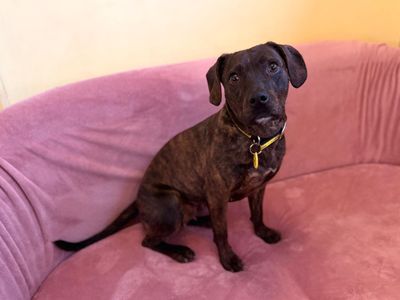 Chilli | Beagle Cross | West Calder (Edinburgh) - 2