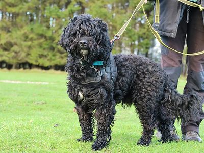 George | Spaniel (Cocker) Cross | Leeds - 3
