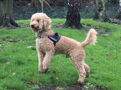 Phil | Poodle (Miniature) Cross | Merseyside (Liverpool) - 3