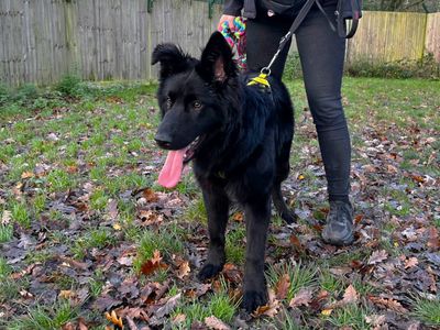 Georgie | German Shepherd Dog Cross | Canterbury - 3